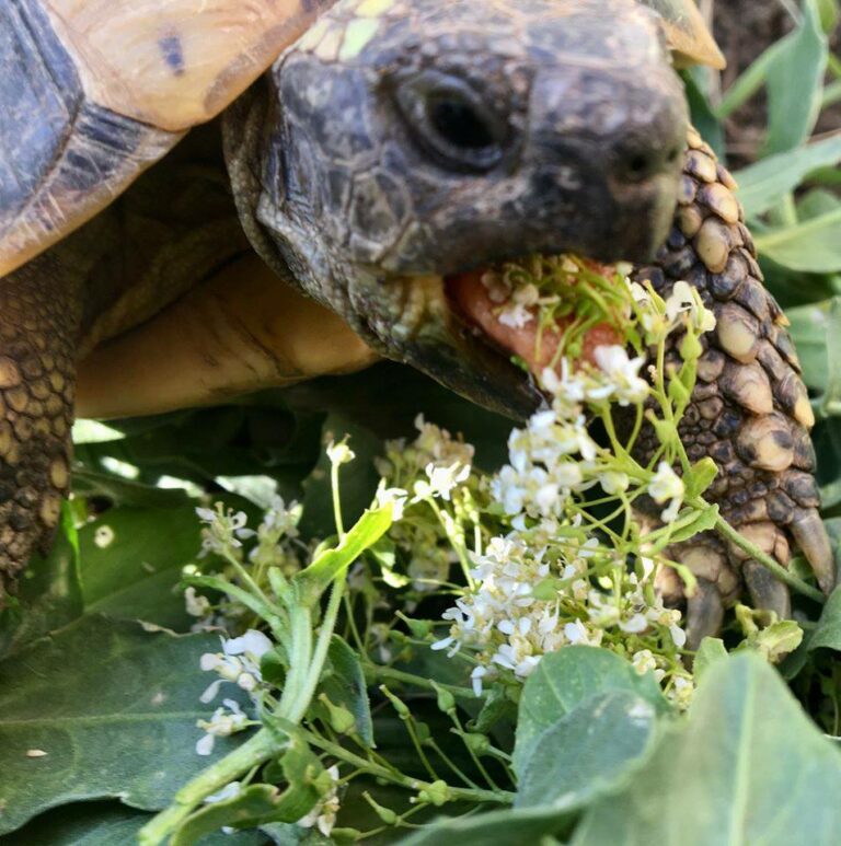 Plante de la Semaine N°88 – Passerage drave