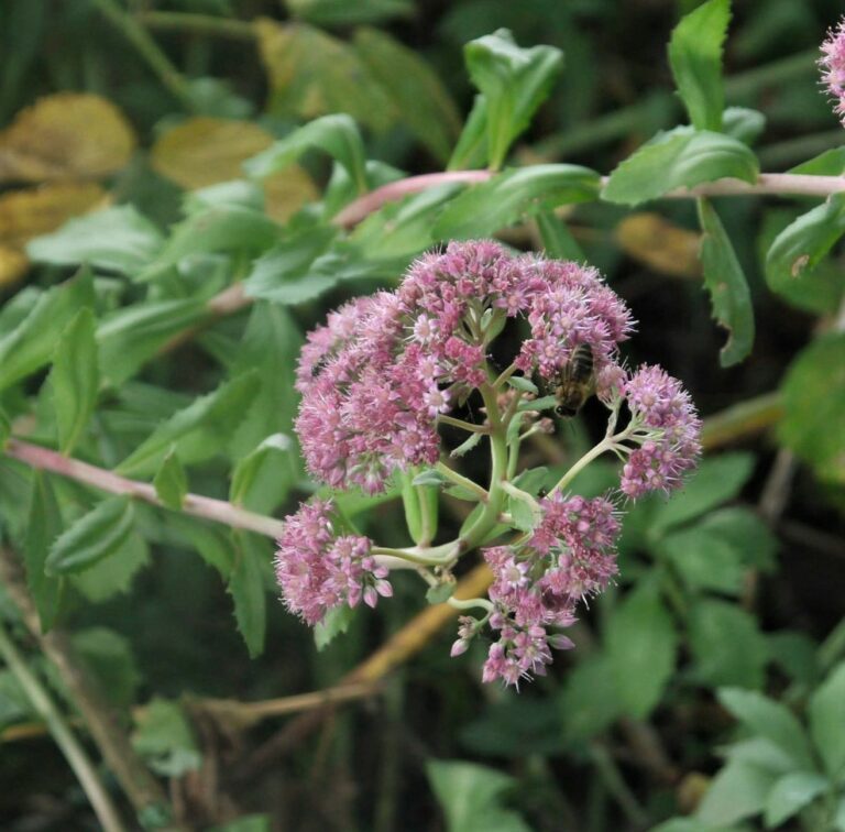 Plante de la Semaine N°39 – Orpin reprise