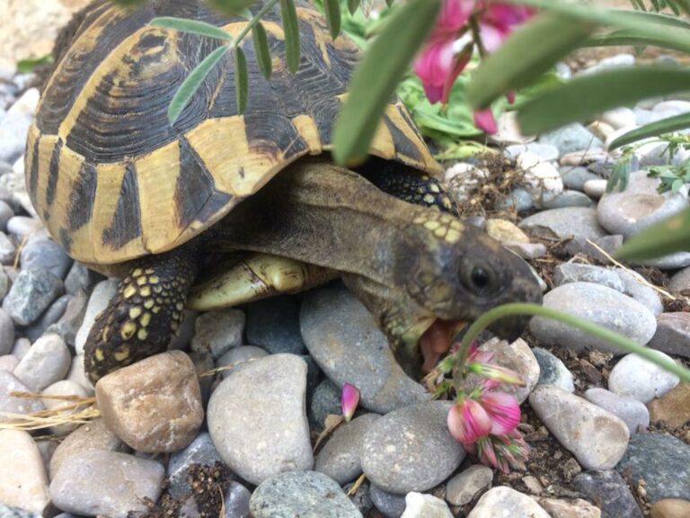 Plante de la Semaine N°53 – Sainfoin