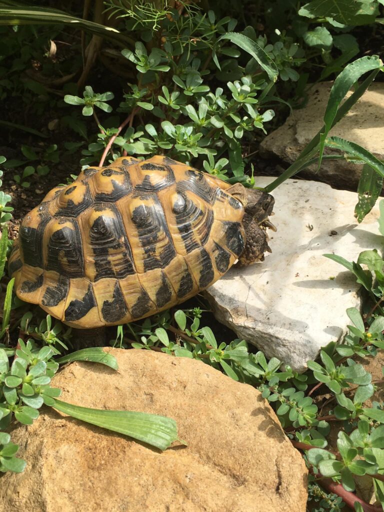 Plante de la Semaine N°55 – Pourpier potager