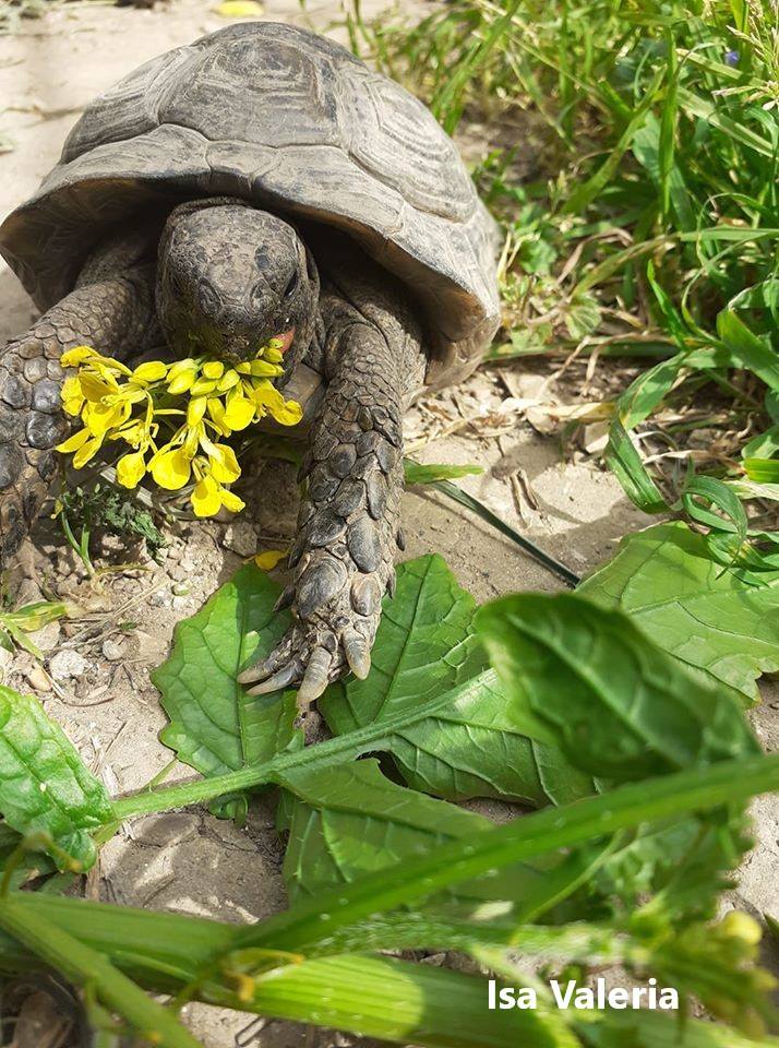 Plante de la Semaine N°58 – Roquette sauvage