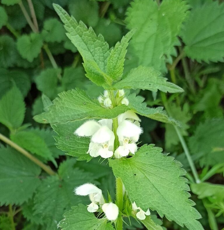 Plante de la Semaine N°61 – Lamier Blanc