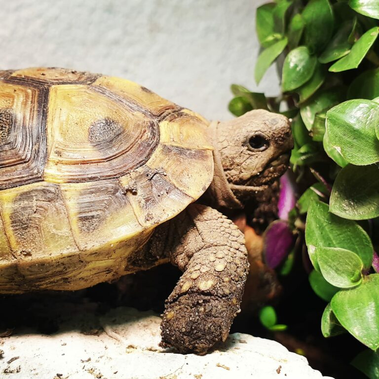 Plante de la Semaine N°67 – Callisie rampante