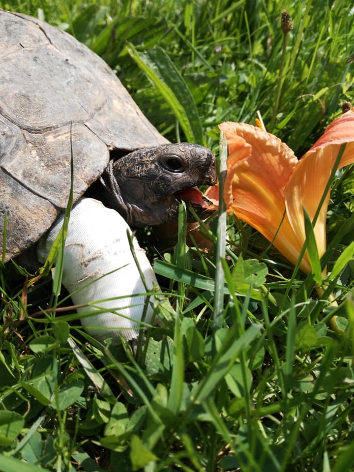 Plante de la Semaine N°25 – Hémérocalle fauve