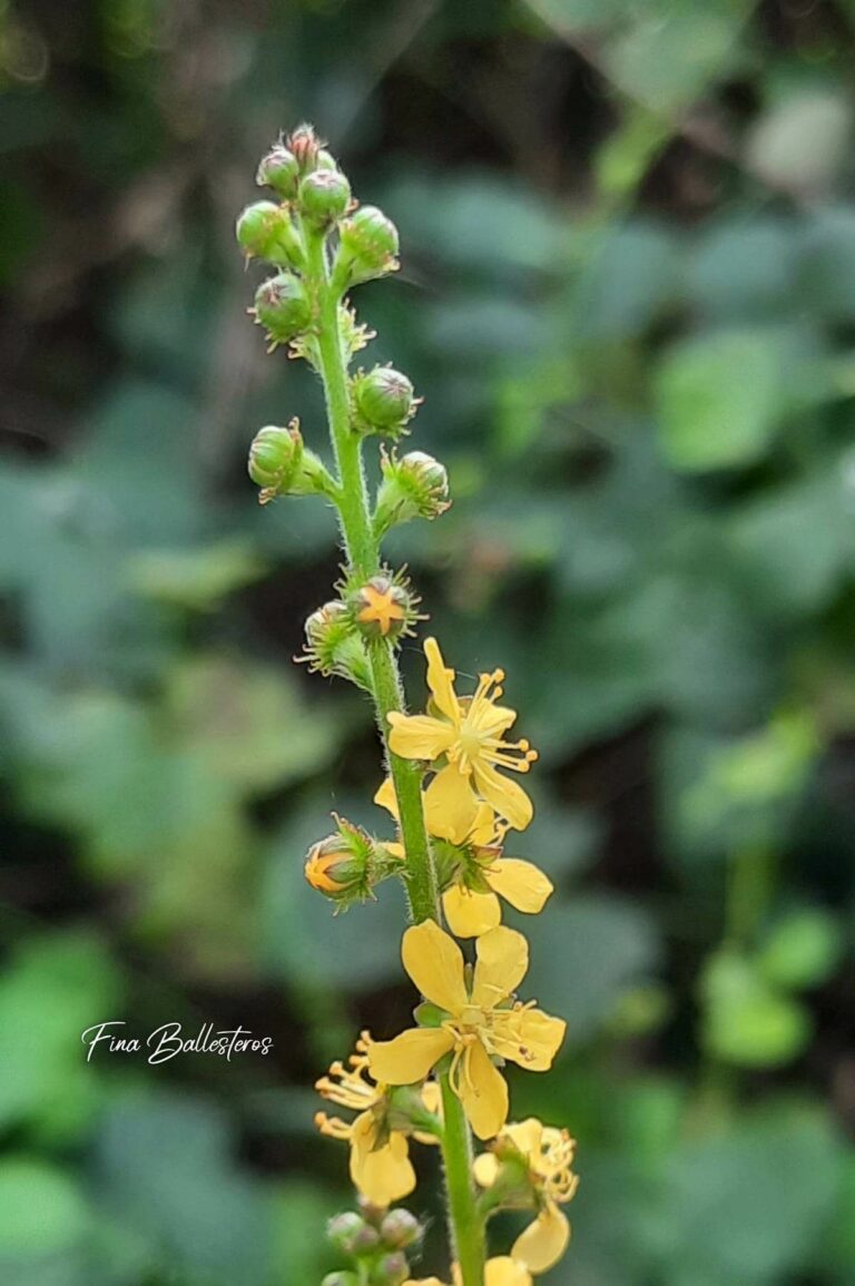 Plante de la Semaine N°34 – Aigremoine eupatoire