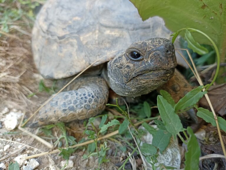 Plante de la Semaine N°40 – Liseron des champs