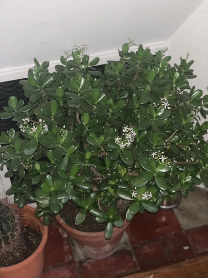 Plante de la Semaine N°09 – Arbre de Jade