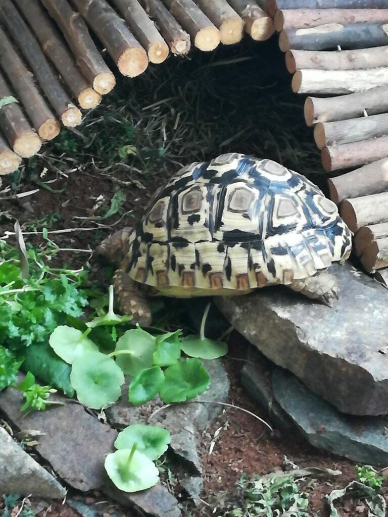 Plante de la Semaine N°76 – Nombril de Vénus