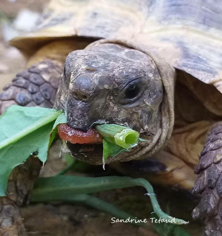 Plante de la Semaine N°03 – Laiteron maraîcher