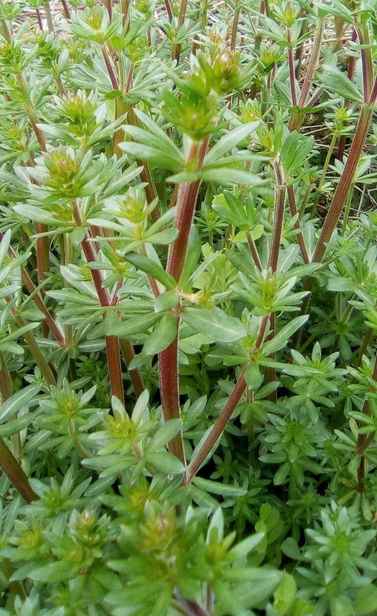 Plante de la Semaine N°93 – Caille lait blanc