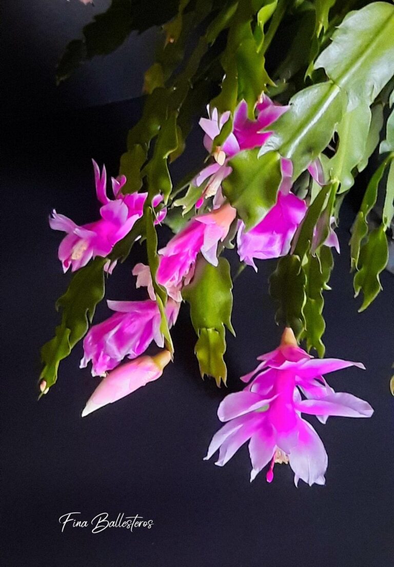 Plante de la Semaine N°94 – Cactus de noël