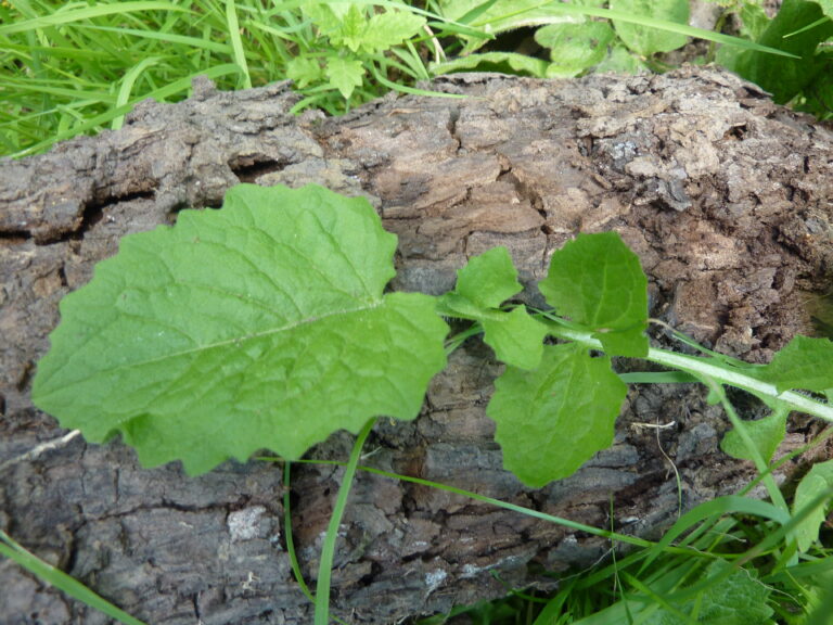 Plante de la Semaine N°90 – Lampsane commune