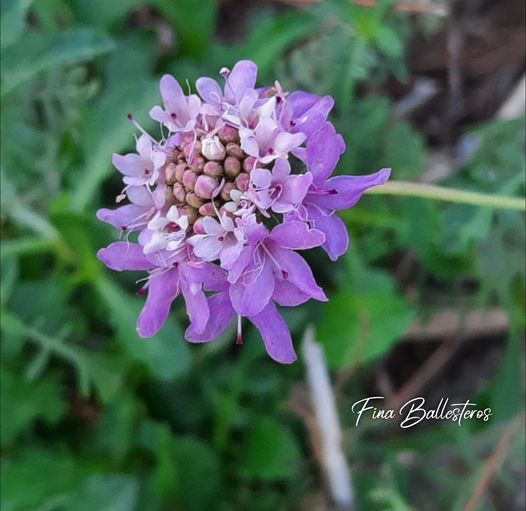 Plante de la Semaine N°15 – Scabieuse