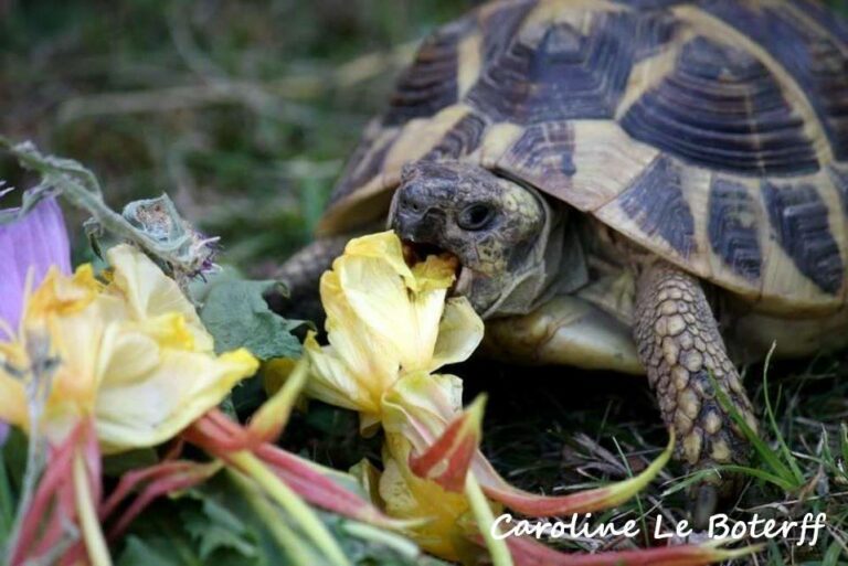 Plante de la Semaine N°46 – Onagre bisannuelle