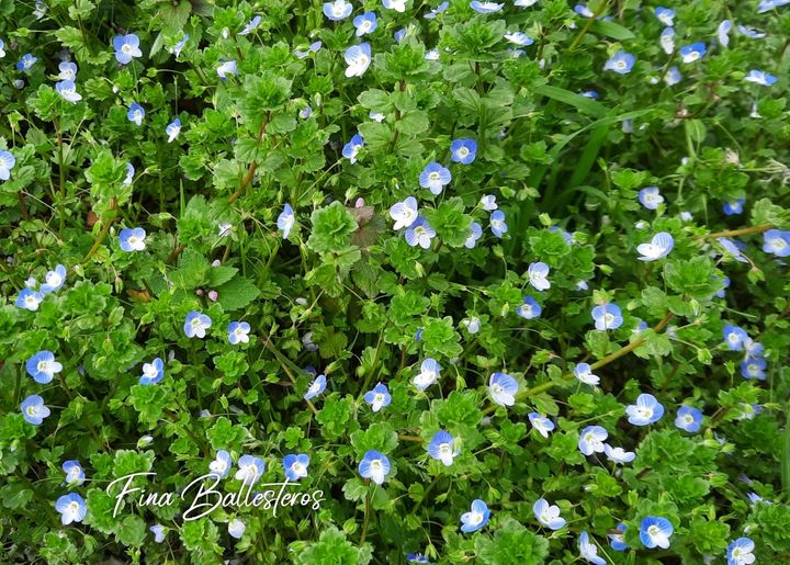 Plante de la Semaine N°85 – Veronique de perse