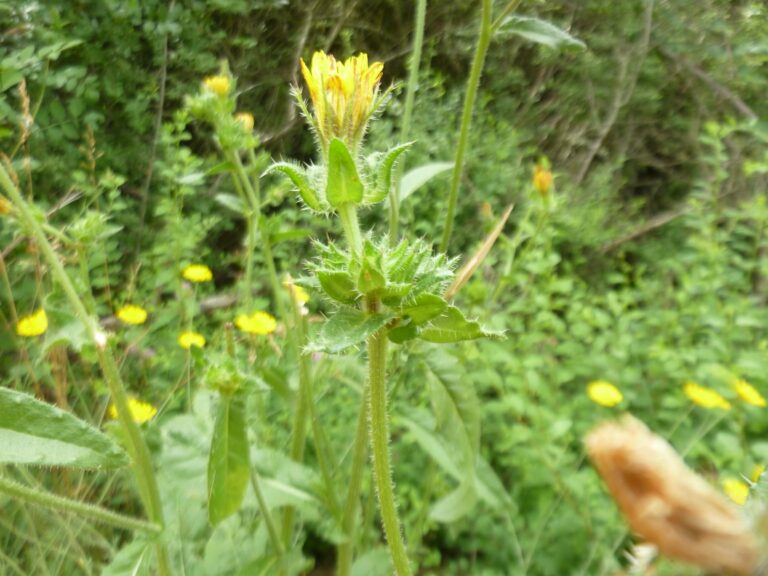 Plante de la Semaine N°13 – Picride fausse vipérine