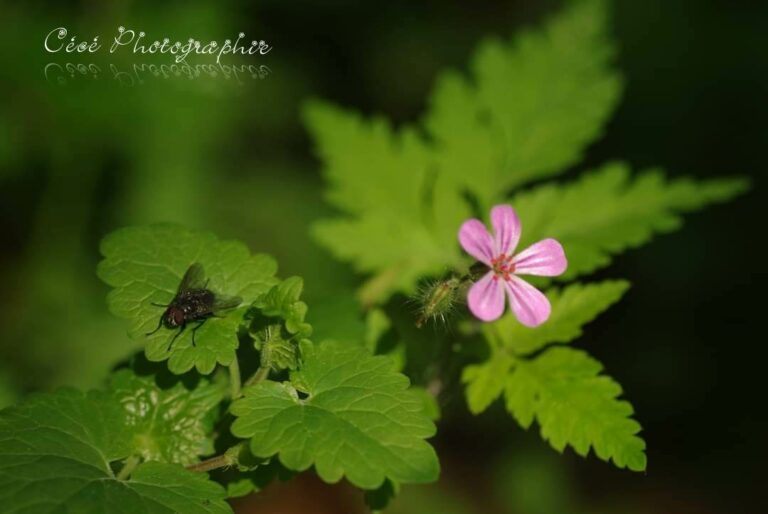 Plante de la Semaine N°05 – Géranium Herbe à Robert
