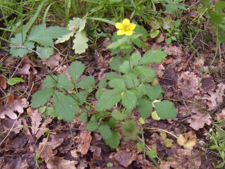 Plante de la Semaine N°50 – Benoîte