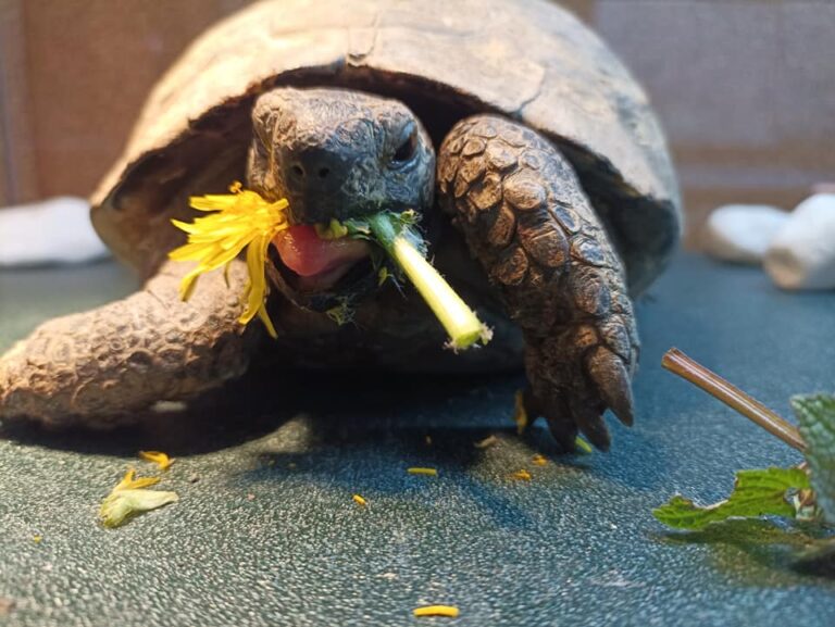 Plante de la Semaine N°59 – Pissenlit