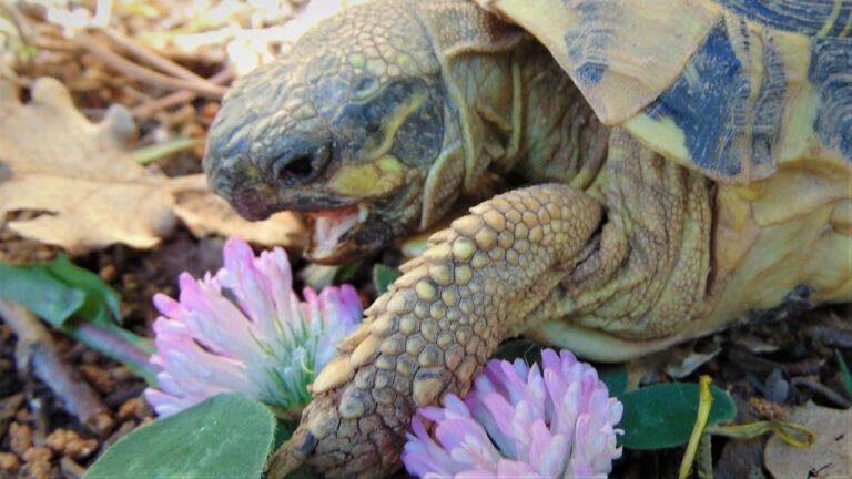 Plante de la Semaine N°64 – Trèfle des prés