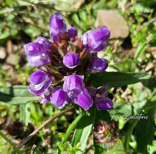 Plante de la Semaine N°66 – Brunelle commune